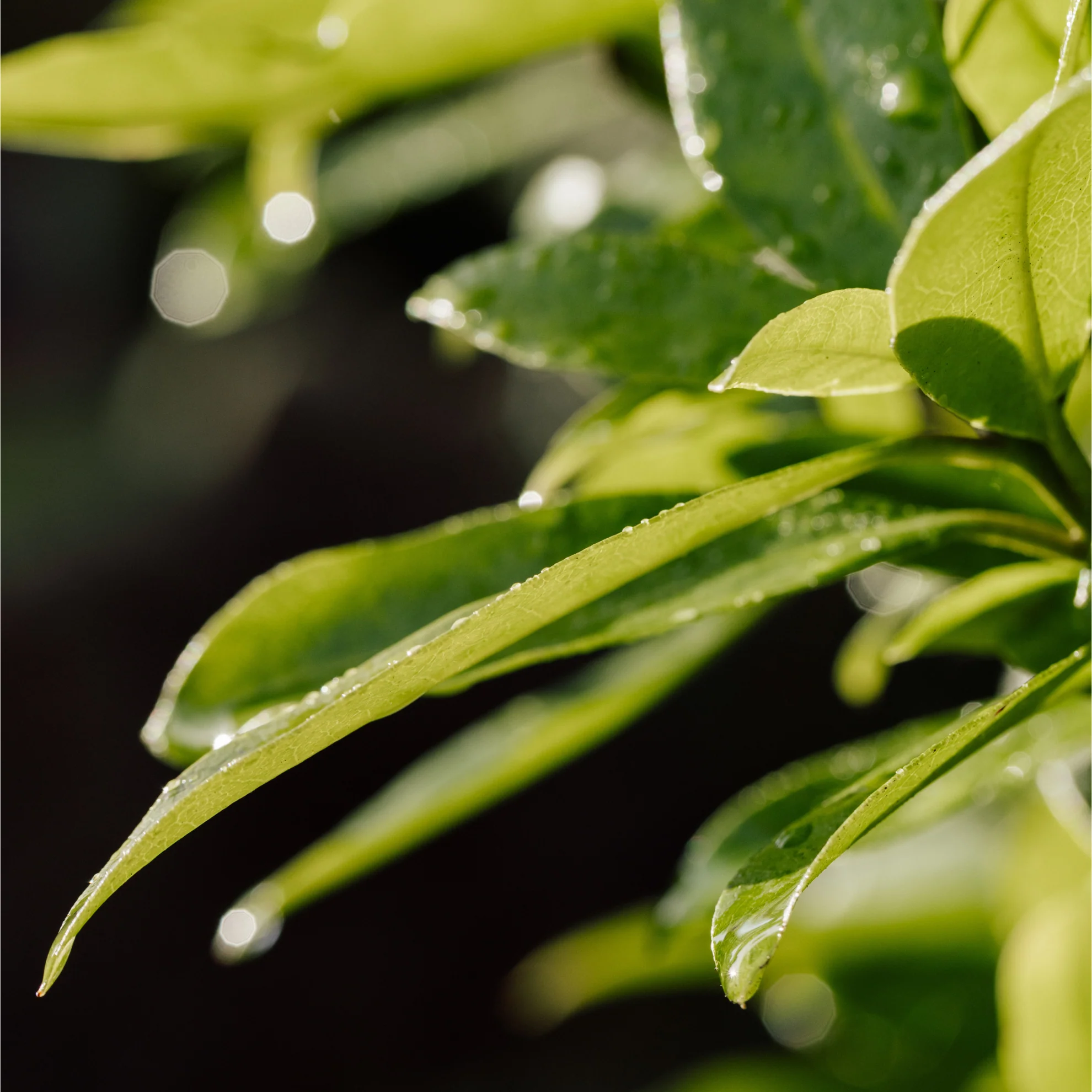 After the Rain Eau de Parfum 2ml Sample - Image 7